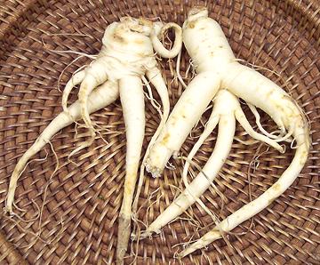 Fresh Ginseng Roots