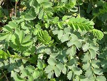 Leafy Salad Burnet Plants