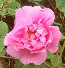 Damask Rose Flower