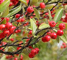 Chokeberries on Shrub