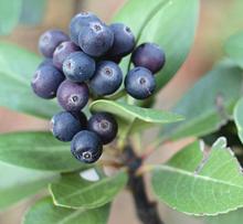 Indian Hawthorn Fruit on Shrub