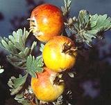 Haw Fruit on Tree