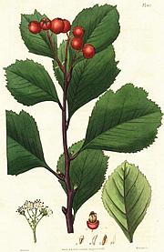 Illustration of Siberian Hawthorn