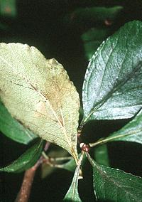 Live Mayhaw Leaves