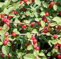 Nanking Cherries on Shrub