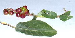 Chokecherry Fruit and Leaf