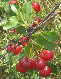 Ground Cherries on Shrub