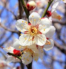 Mume Blossums