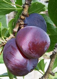 Three Plums on Tree