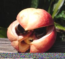 Whole Opened Akee Fruit