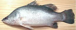 Barramundi, whole