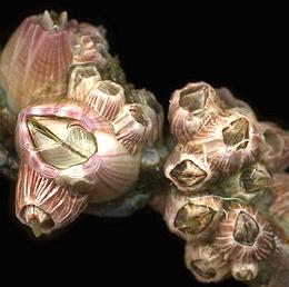 Acorn Barnacles