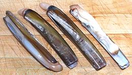 Live Razor Clams