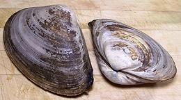 Atlantic Surf Clam