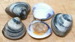 Venus Clams