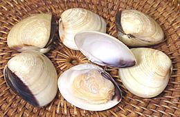 Asian White Clams