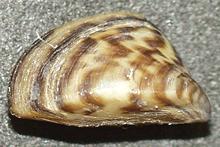 Zebra Mussel