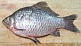 Prussian Carp 02c