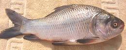 Whole Catla Carp