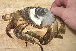 Soft Shell Crab