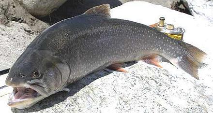 Whole Arctic Char