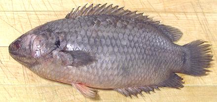 Whole Climbing Perch