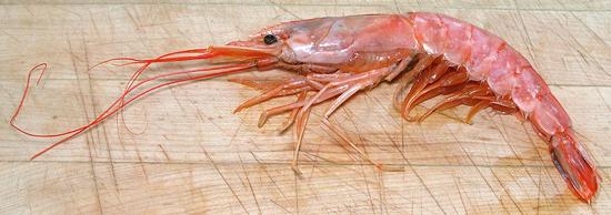 Whole Giant Red Shrimp