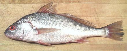 Whole Atlantic Croaker