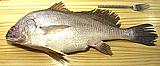 Freshwater Drum