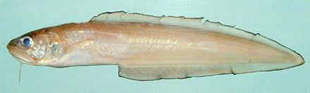 Shortbeard Cusk-Eel