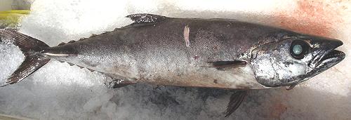 Whole Escolar Fish