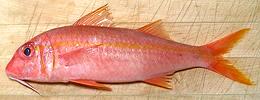 Whole Mexican Goatfish