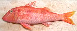 Whole Two Saddle Goatfish