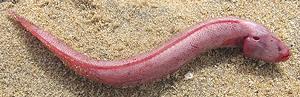 Whole Burrowing Goby Fish