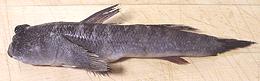 Whole Giant Mudskipper Goby