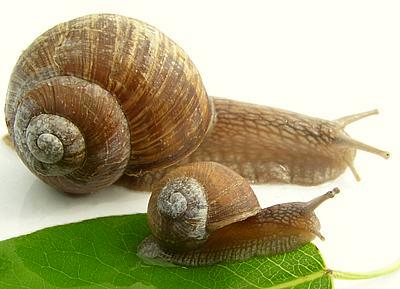 Two Brown Garden Snails