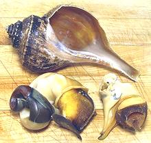 Removed from shell