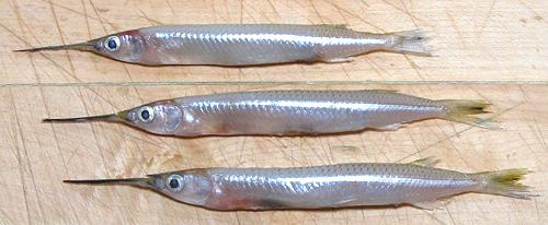 Three Whole Japanese Halbeak Fish