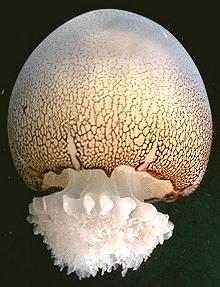 Live Canonball Jellyfish