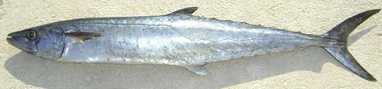 Whole Atlantic King Mackerel