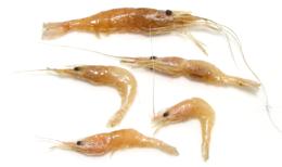 5 Krill