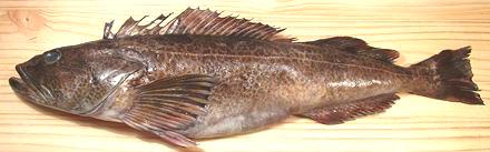 Whole Lingcod