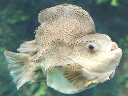 Live Lumpfish