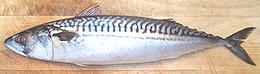 Atlantic Mackerel