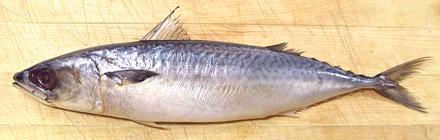 Whole Japanese Mackerel