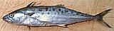 Spotted Mackerel