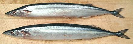 Two whole Mackerel Pike