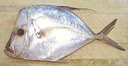 Mexican Moonfish