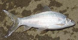 Whole Mrigal Carp