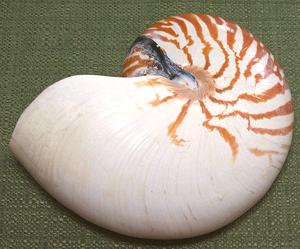 Nautilus Shell